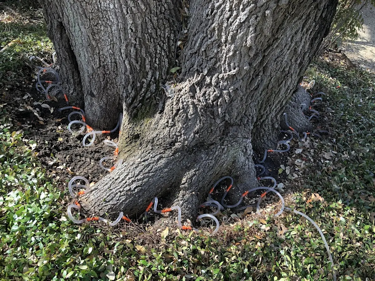 Detailed Tree Cabling and Bracing job site in Nekoosa